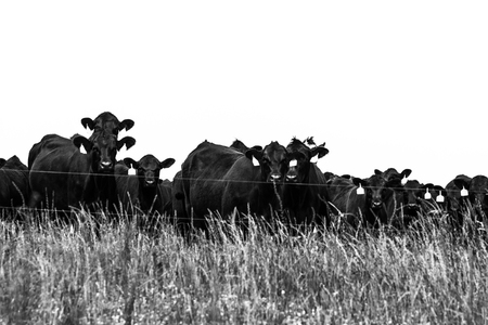 Black and white image of a line of Angus cows standing behind temporary electric fenceの写真素材