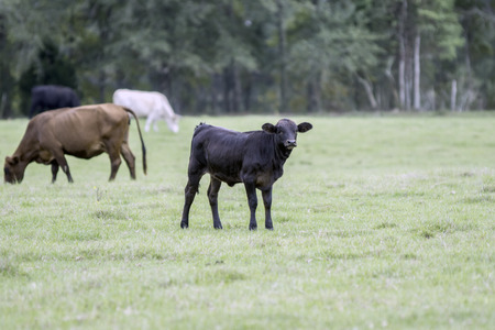 Commercial cattle on pasture with a calf in the center of the frame and blank area to the rightの写真素材