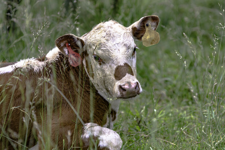 Brown and white calf lying in tall grass looking toward the cameraの写真素材