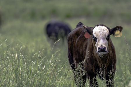 Angus crossbred calf standing in a field of tall fescue in the springの写真素材