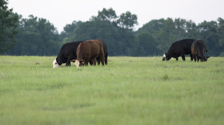 Five cattle grazing on a summer pasture withの写真素材