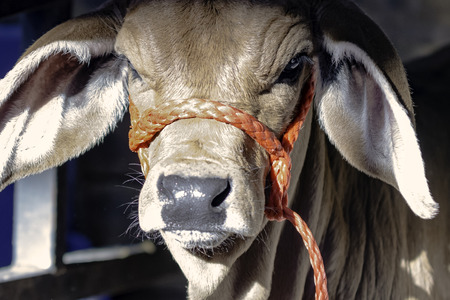 Close up of a Brahman calf's face with a red halterの写真素材