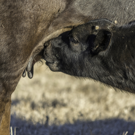 Angus calf nursingの写真素材