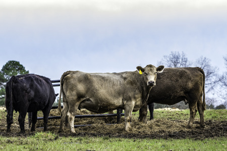 Three commercial cows standing in front of a hay feeder in January in Alabamaの写真素材