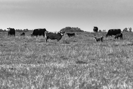 Commercial cows in a pasture with blank area in the foreground - black and white photographyの写真素材