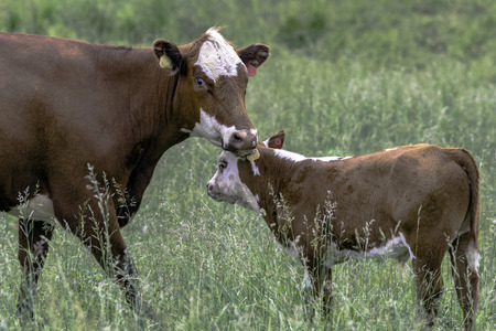 Crossbred cow and calf standing in a summer pastureの写真素材