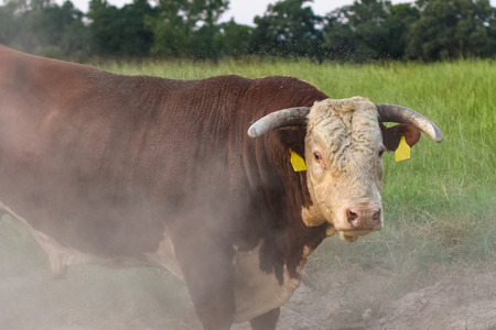 Hereford bull takes a dust bath to try to relieve itself of biting horn flies