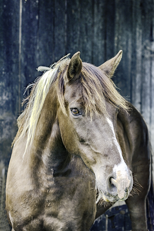 Brown and white gelding looking at the camera in vertical formatの写真素材
