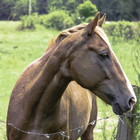 Brown horse with a white blaze looking to the right behind a barbed wire fenceの写真素材