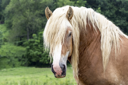 Black and white image of a draft horse geldingの写真素材