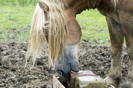 Draft horse licking a trace mineral salt block in a pastureの写真素材