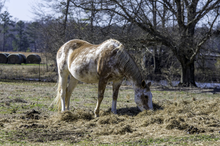 Brown and white pinto mare eating hay off of the ground in a pastureの写真素材
