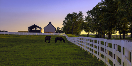 Two horses in a pasture at sunriseの写真素材