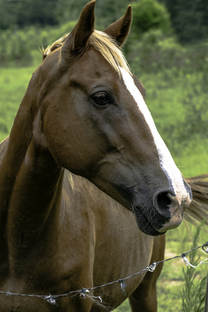 Brown and white horse looking to the right with ears prickedの写真素材