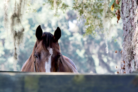 Brown horse looking inquisitivly over a fence at the camera in a Florida pasture.の写真素材