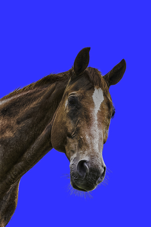 horse head isolated on blue backgroundの写真素材
