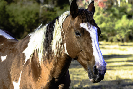 Brown and white paint horse head three-quarter viewの写真素材