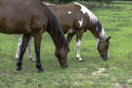 A bay horse and a paint horse grazing in a southern pastureの写真素材