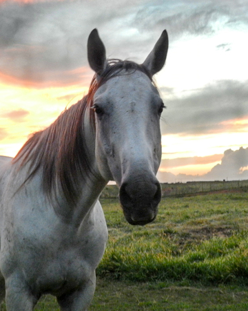White horse head looking forward with sunset backgroundの写真素材