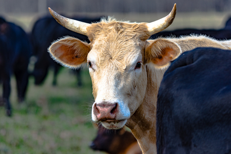 White horned cow looking from behind a black cow with black cows in the backgroundの写真素材