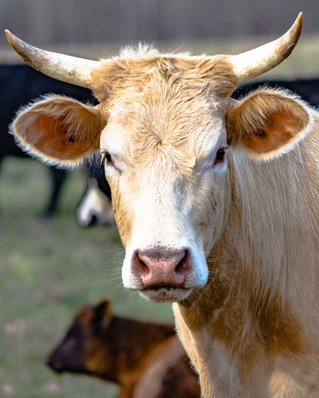 close up of a white horned cow with other cattle in the backgroundの写真素材