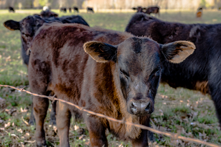 Angus crossbred calves behind a barbed wire fence in an early spring pastureの写真素材