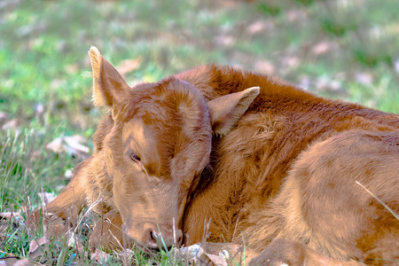 Close up of a red calf sleeping in the grassの写真素材