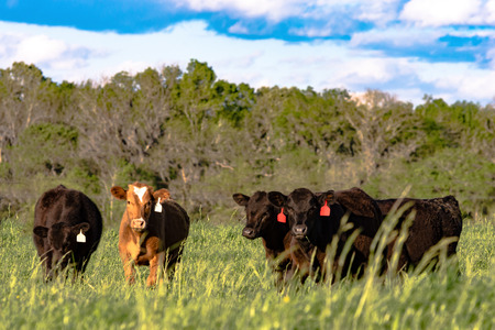 Heifers in a field of tall lush spring rye grassの写真素材