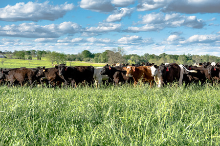 Foreground of lush green pasture with a row of young heifers standing in a landscape formatの写真素材