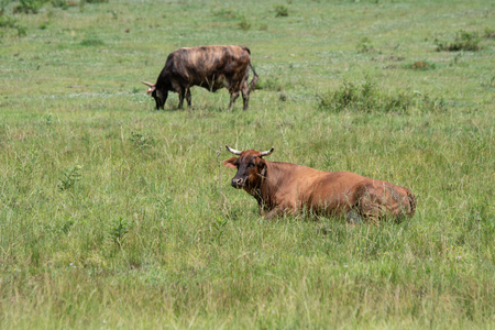 Two horned crossbred "eared" cows (Bos indicus) in a southern pasture during the summertime. Cow in the foreground lies chewin her cud while another striped cow grazes in the background out of focus.の写真素材