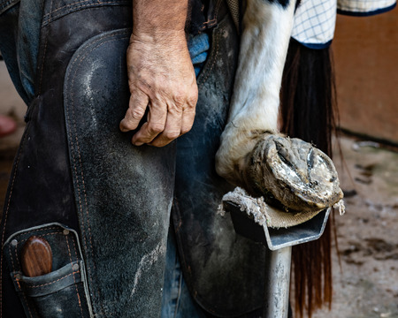 Farrier's legs in chaps and hand with a hoof resting in the metal stand.の写真素材