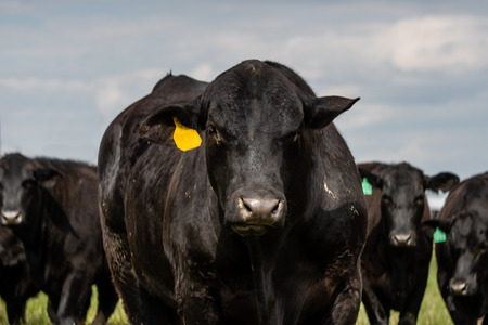 Angus bull standing in the foreground with Angus heifers standing behing him out of focus.の写真素材