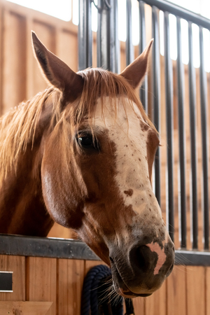 Portrait of a chestnut colored horse with its head protruding from a stall door in warm lightingの写真素材