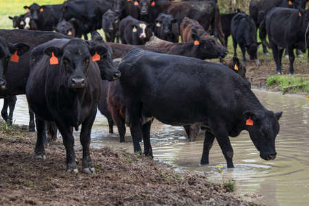 Angus cow in a waterhole with rest of the herd out-of-focus.の写真素材
