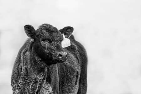 Black and white portrait of an Angus calf looking to the right with negative space to the right and above.の写真素材