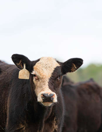 Portrait of a black baldy Angus crossbred calf looking at the camera with negative space above.の写真素材