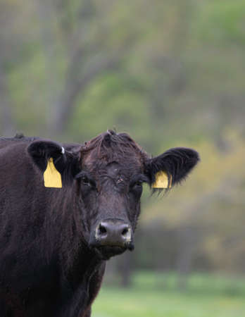 Portrait of a black Angus heifer with yellow ear tags looking at the camera with negative space to the right.の写真素材