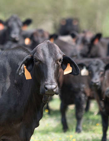 Portrait of a black Brangus cow looking at the camera with rest of the herd behind her out of focus.の写真素材