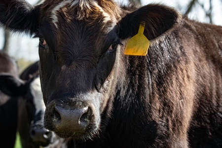 Angus crossbred heifer gets up close and personal with the camera as she curiously checks things out.の写真素材