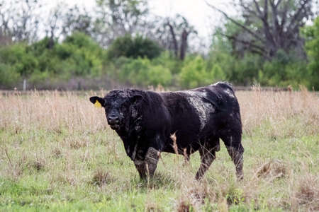 Black Angus bull covered in mud while standing in a springtime field.の写真素材