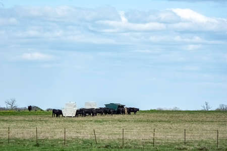 Flushing Angus heifers and bull with supplemental feed during breeding season to improve fertility.  Herd of Angus cattle gathered around metal feeders with negative space above.の写真素材