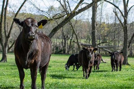 Black Angus heifer in the foreground looking at the camera with the rest of the herd in the background in a lush green pasture among a grove of pecan trees in springtime.の写真素材
