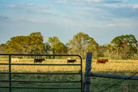 Metal gate and barbed wire fence and post in focus in the foreground with cattle walking in the distance viewed through the gate out-of-focus in the background.の写真素材
