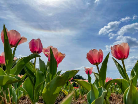 Beautiful pink tulips in a flower bed with bright blue sky and clouds negative space.の写真素材