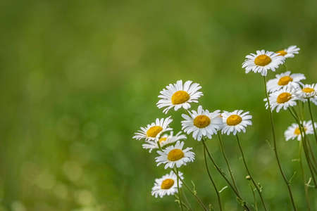Floral background of wild daisies (Bellis perennis) to the right with green bokeh to the left with negative space.の写真素材