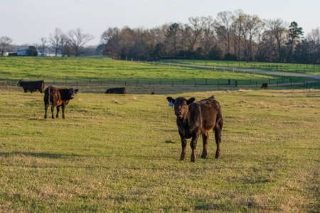 Young Angus calf looking at the camera in a green, springtime pasture with other Angus cattle in the background.の写真素材