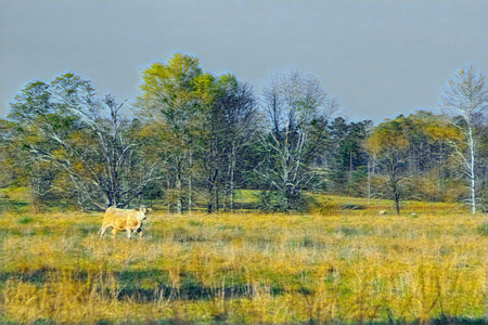 Painting effect landscape of a Simmental beef cow walking in a springtime pasture.の写真素材