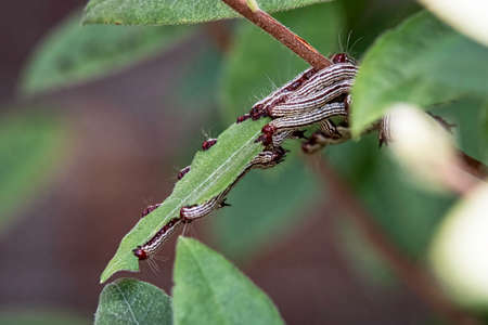 A group of azalea caterpillars gathered on a Rhododendron leaf in August in Alabama with negative...