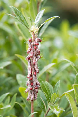 A group of mature azalea caterpillars gathered on a stripped Rhododendron branch. in August in Alabama.の写真素材