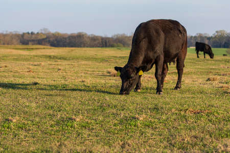 Angus heifer grazing in an early spring pasture with negative space to the left and bottom.の写真素材